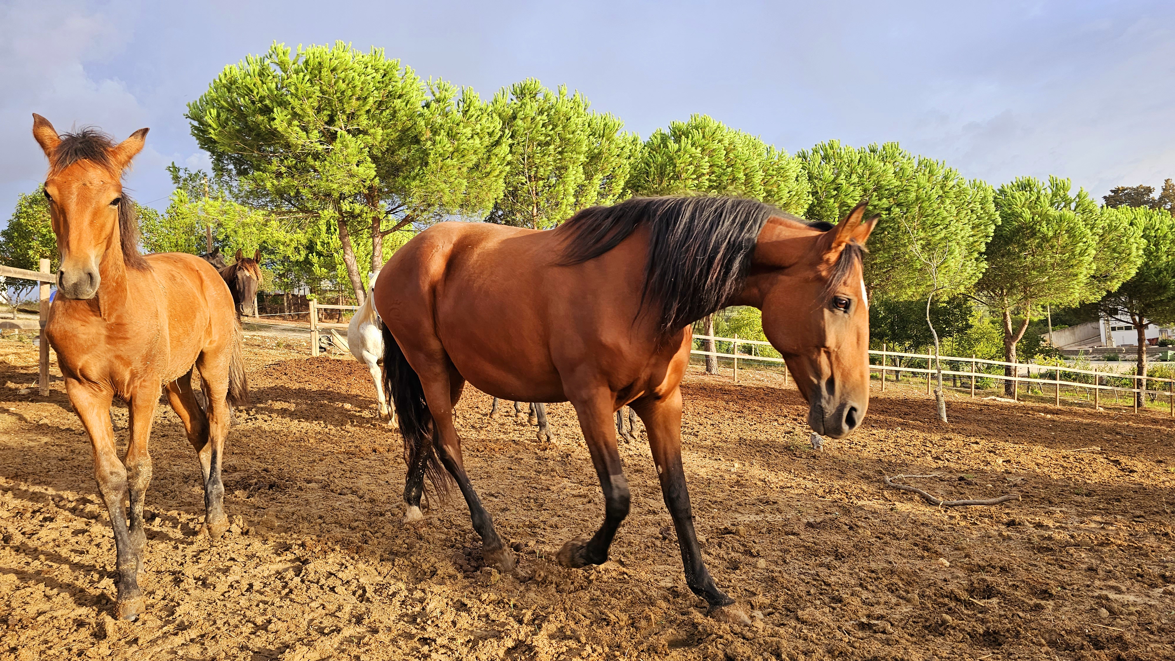 Quinta Image 2