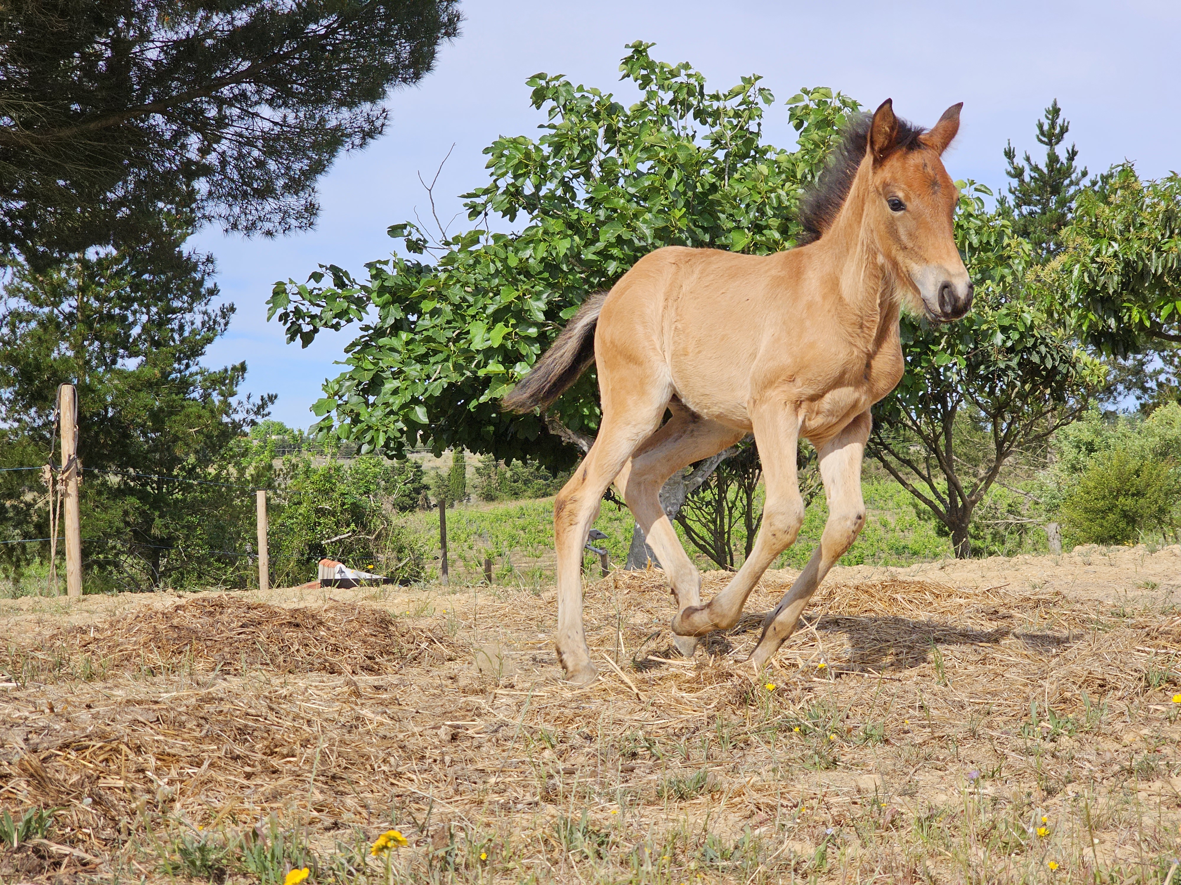 Cavalo Lusitano da Quinta do Solposto