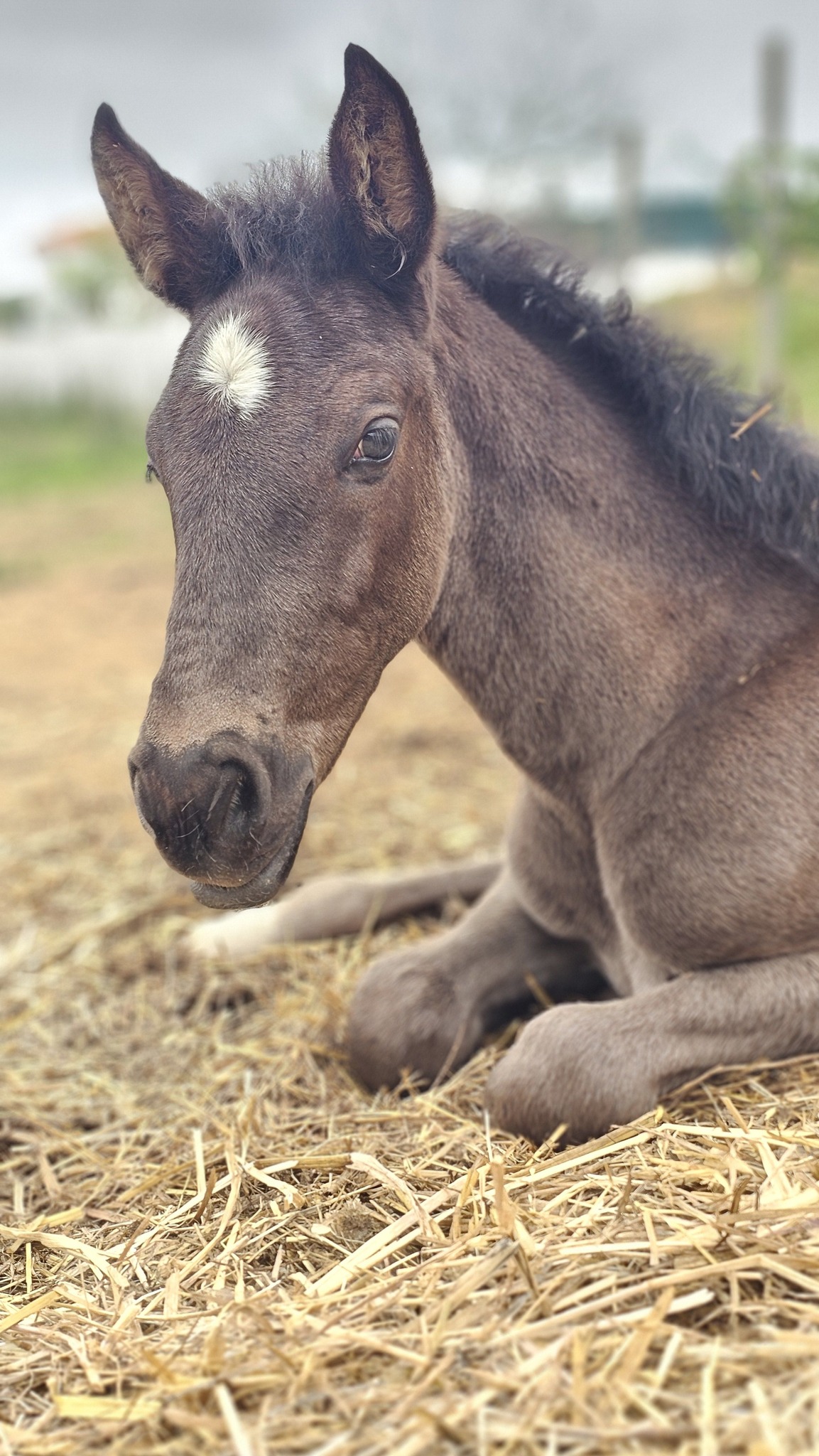 Cavalo Lusitano da Quinta do Solposto