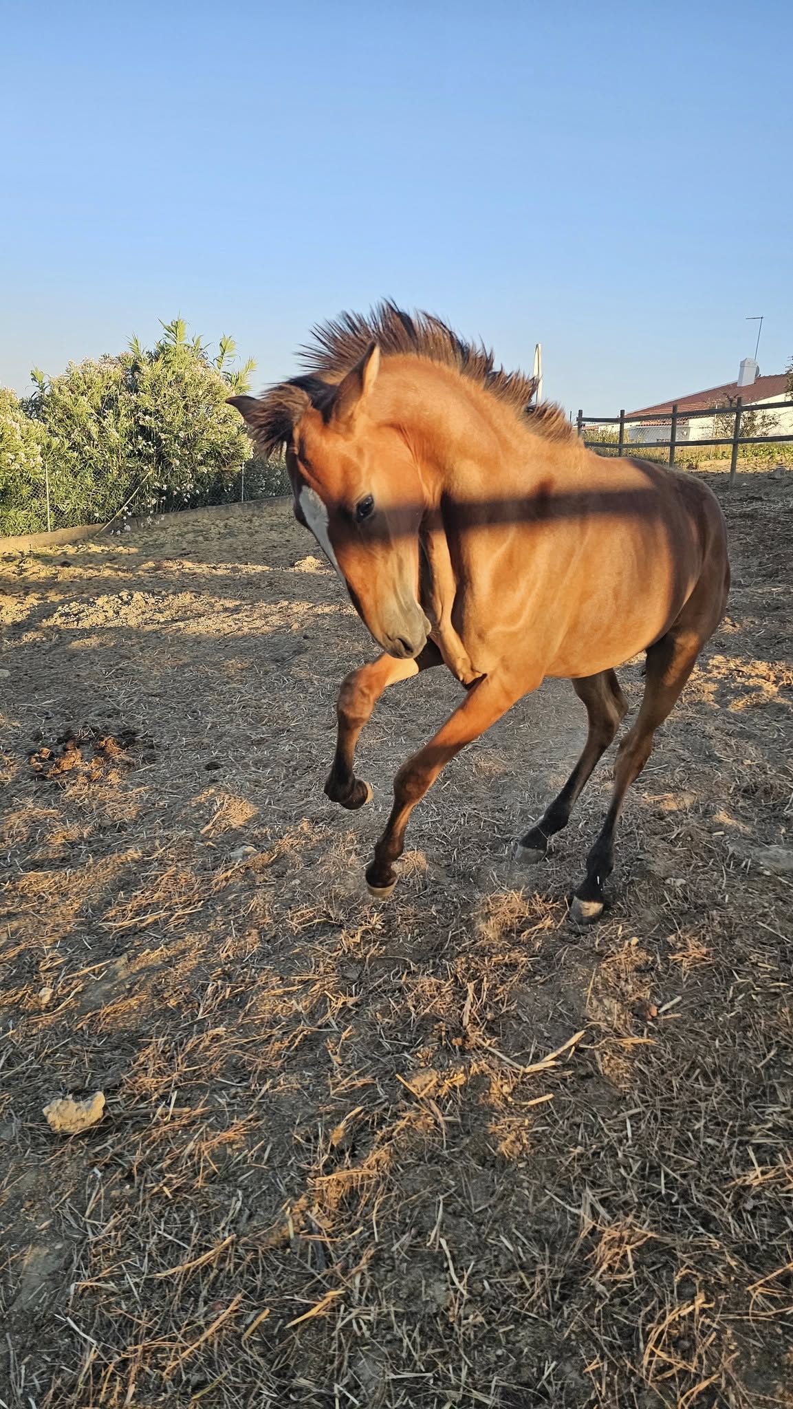 Cavalo Lusitano da Quinta do Solposto