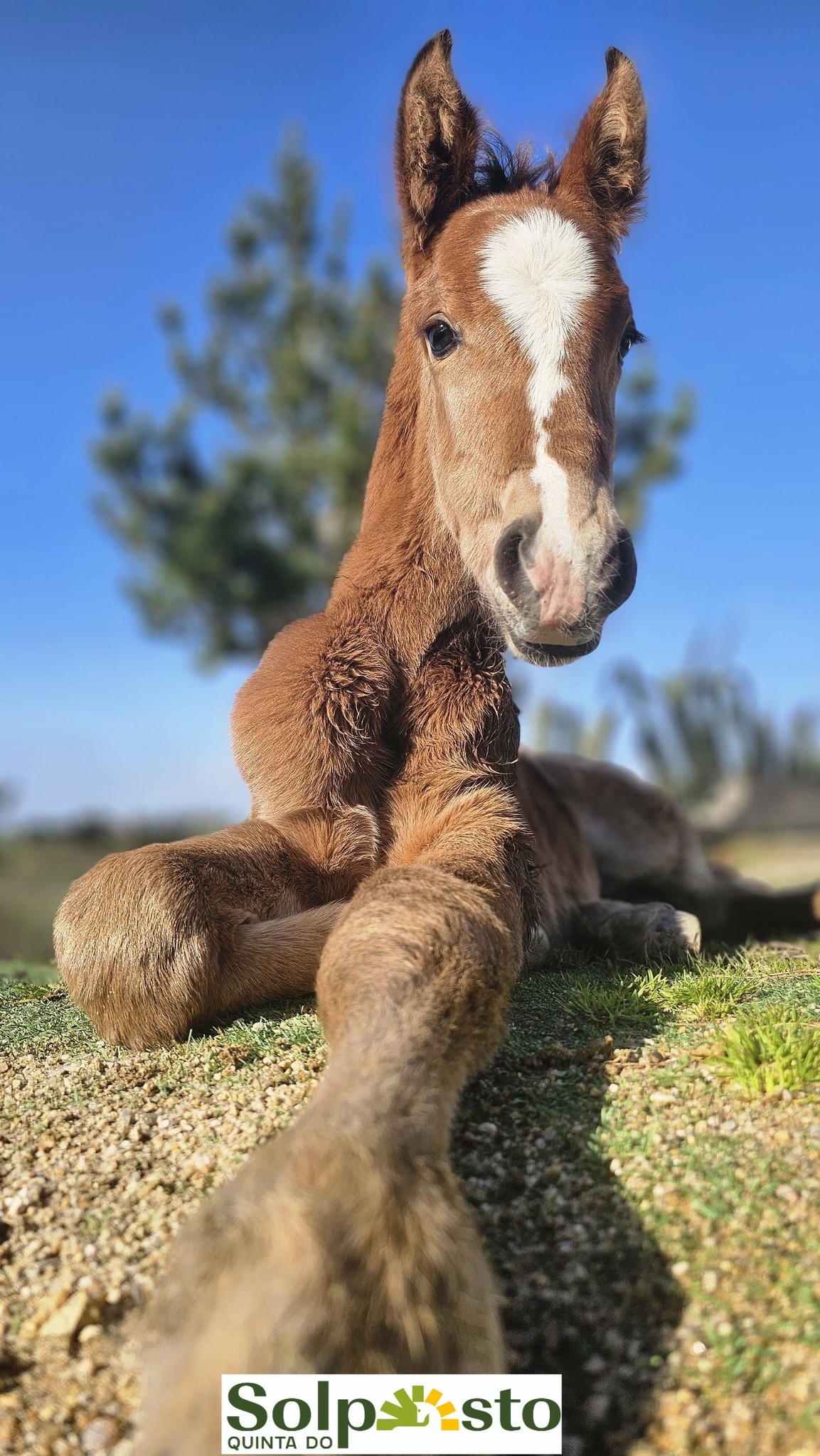 Um refúgio dedicado ao cavalo